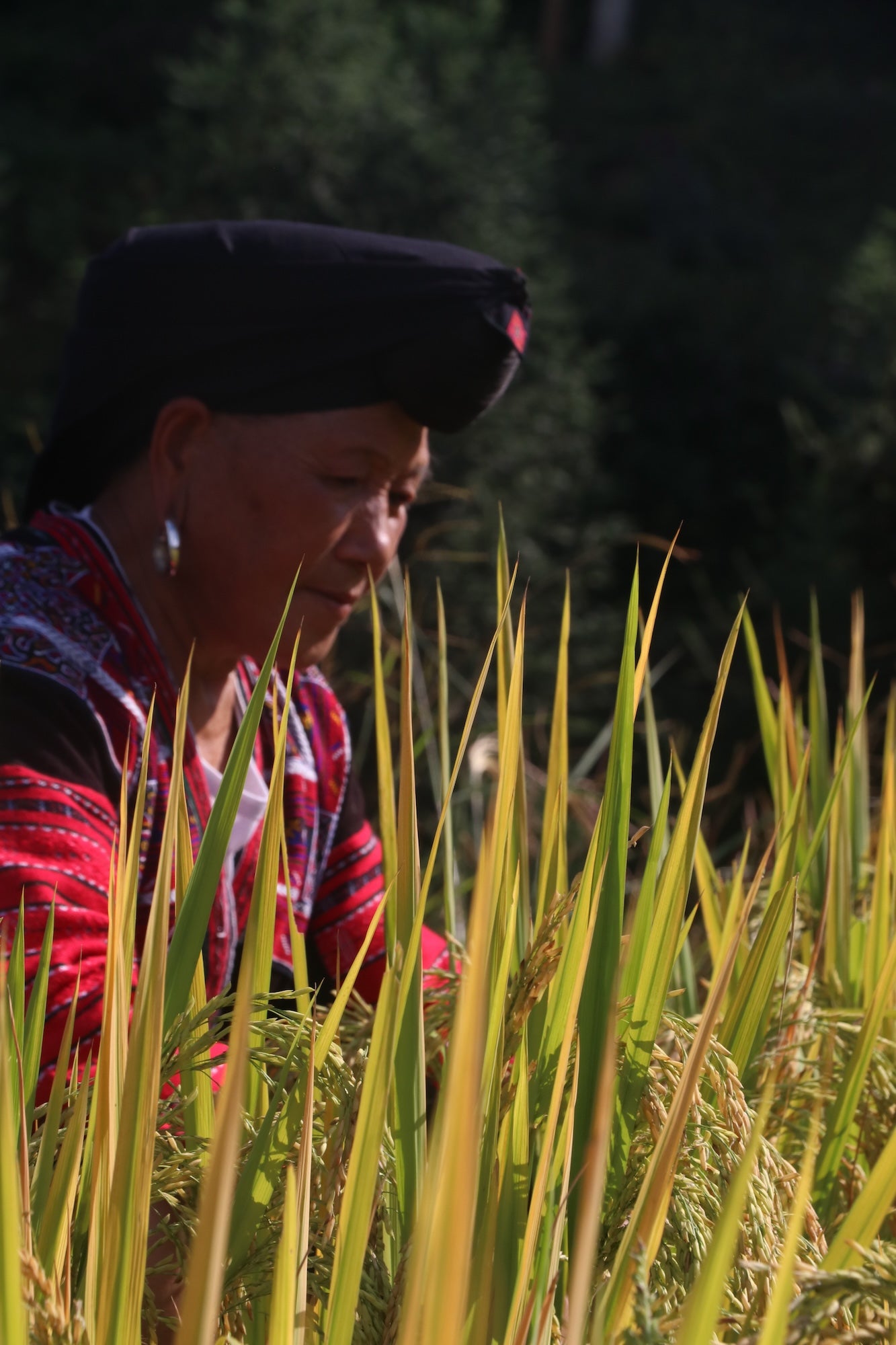 Understanding the Origins: Update from the Fields