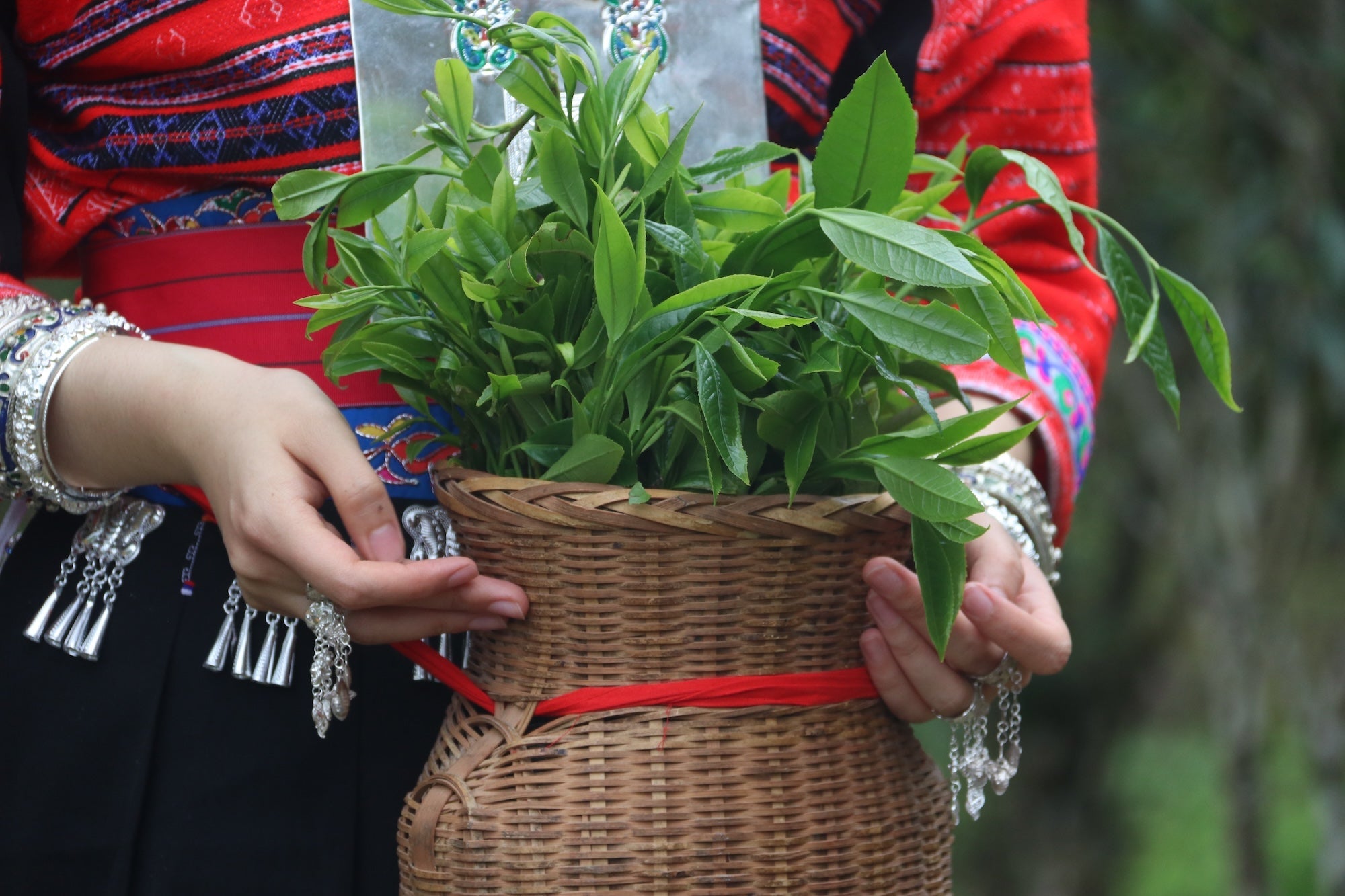 A Day of Tea, Song, and Tradition in Longsheng