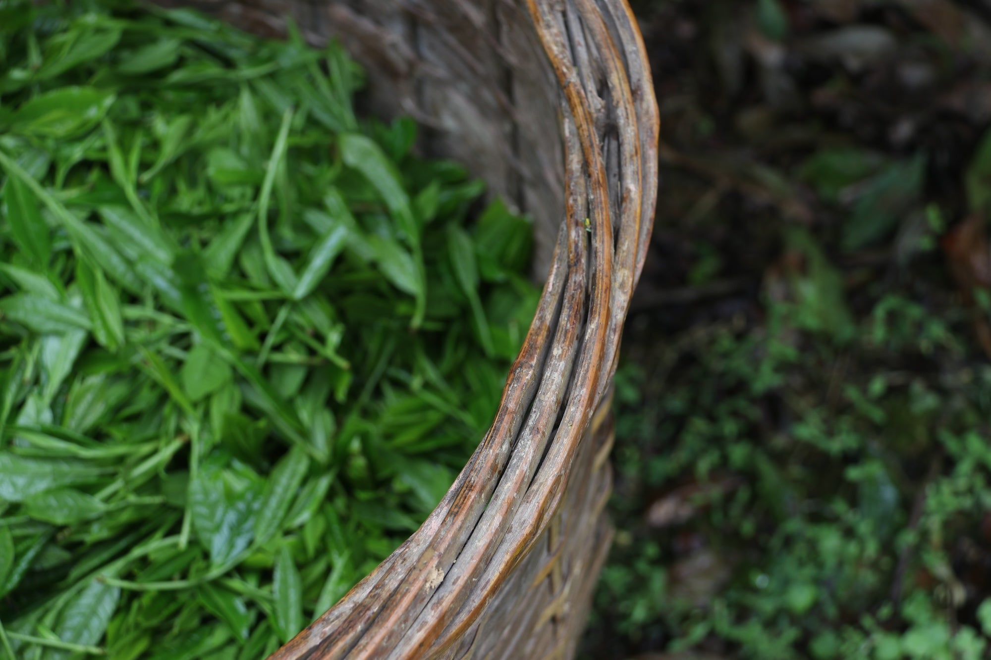 Empowering Longsheng's Red Yao Tea Producers: Easyfastshop's Beautiful Reason Initiative