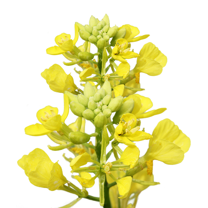 LIMITED Gua Sha | Stainless Steel image