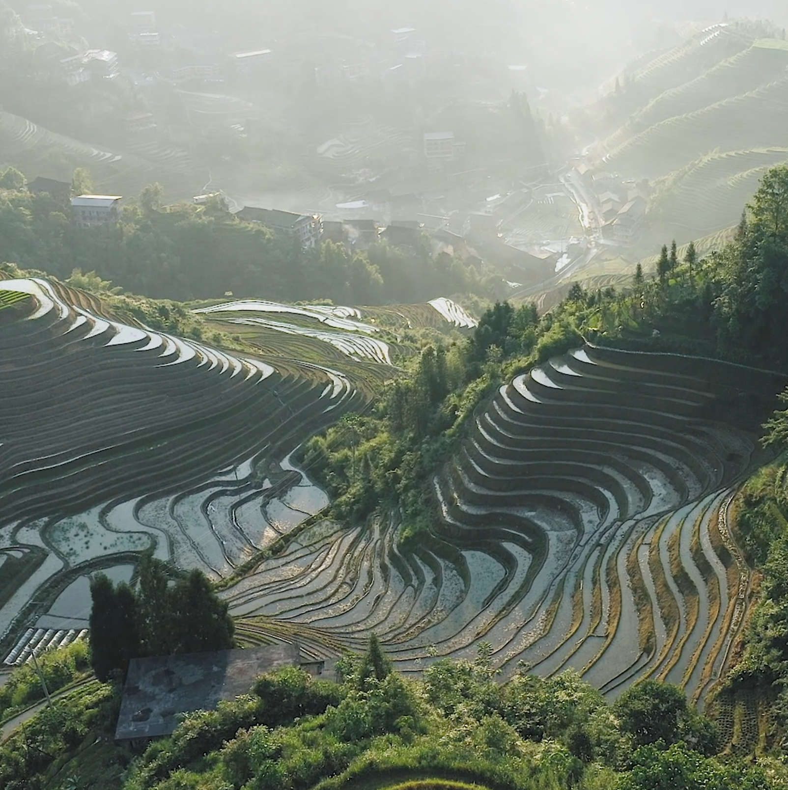 Terrace Garden™ Shampoo Bar for Dry Hair & Scalp | Floral Scent image
